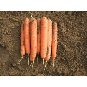 MARCHEW ELEGANCE 1,80-2,00 100T NUNHEMS