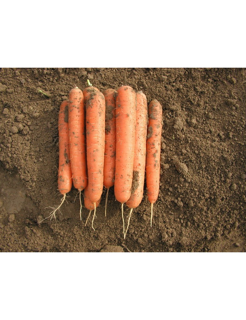 MARCHEW ELEGANCE 1,80-2,00 100T NUNHEMS