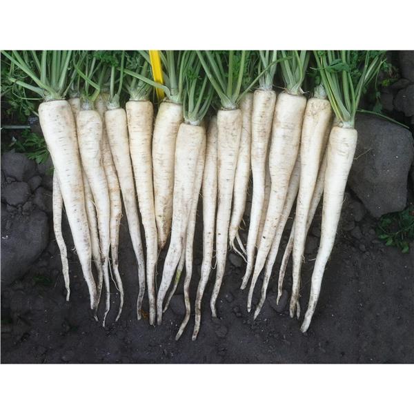 Pietruszka ARCTICA F1 100TYS NASION B-MOX