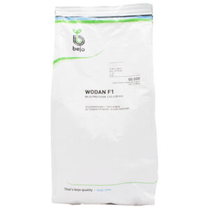 BURAK WODAN F1  3.0-3,50 50 TYS BEJO