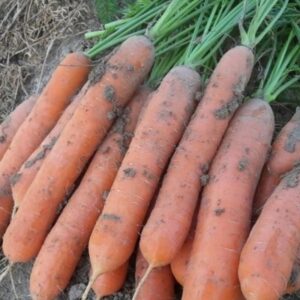 MARCHEW SPEEDO 100T 1,6-1,8 100T