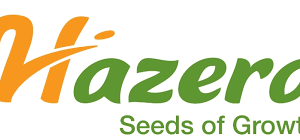 CEBULA RIJNSBURGER -5 250 tys nasion