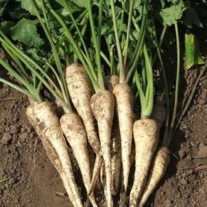 PASTERNAK WHITE GEM 500G GOLDPACK