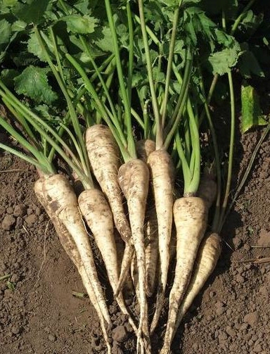 PASTERNAK WHITE GEM 500G GOLDPACK