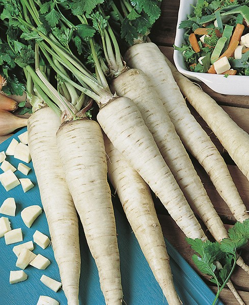 Pietruszka Korzeniowa Olomoucka DLOUHA 500G