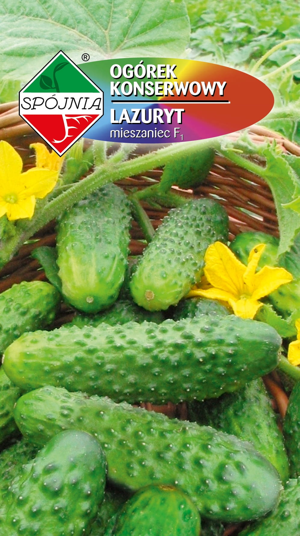 OGÓREK LAZURYT F1 100G STANDARD SPÓJNIA