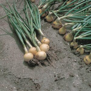 CEBULA ZIMUJĄCA SWIFT 10T NASION STANDARD