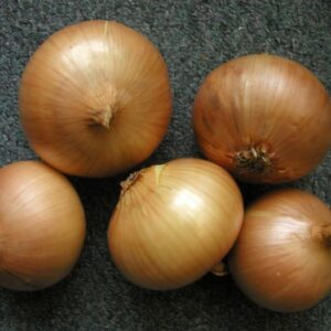 CEBULA ZIMUJĄCA AUGUSTA 500G