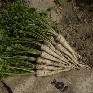 PIETRUSZKA ROMANICA F1 podkiełkowana B-MOX 100T