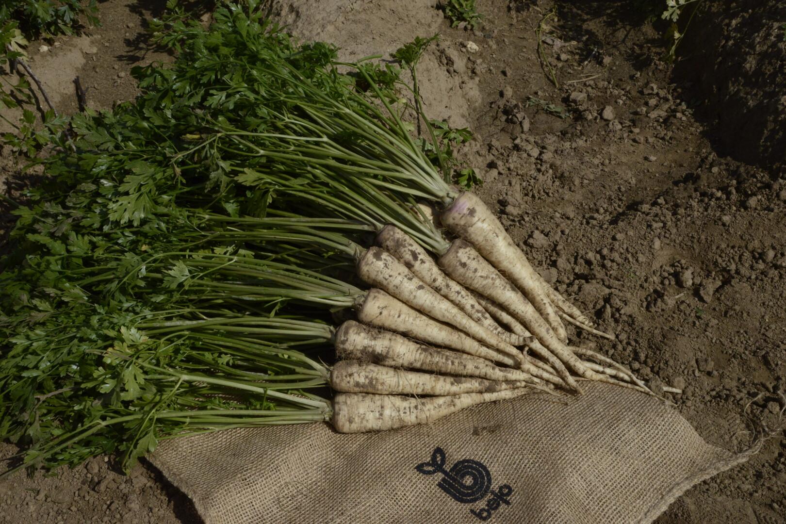 PIETRUSZKA ROMANICA F1 podkiełkowana B-MOX 100T