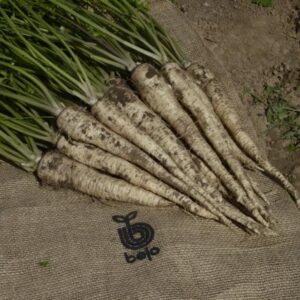 PIETRUSZKA MONICA F1 100T NOWOŚĆ BEJO