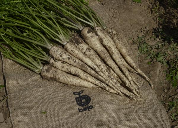 PIETRUSZKA MONICA F1 100T NOWOŚĆ BEJO