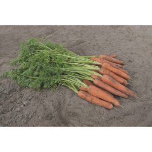 Marchew Jadalna Nerac 100T 1.6-1.8