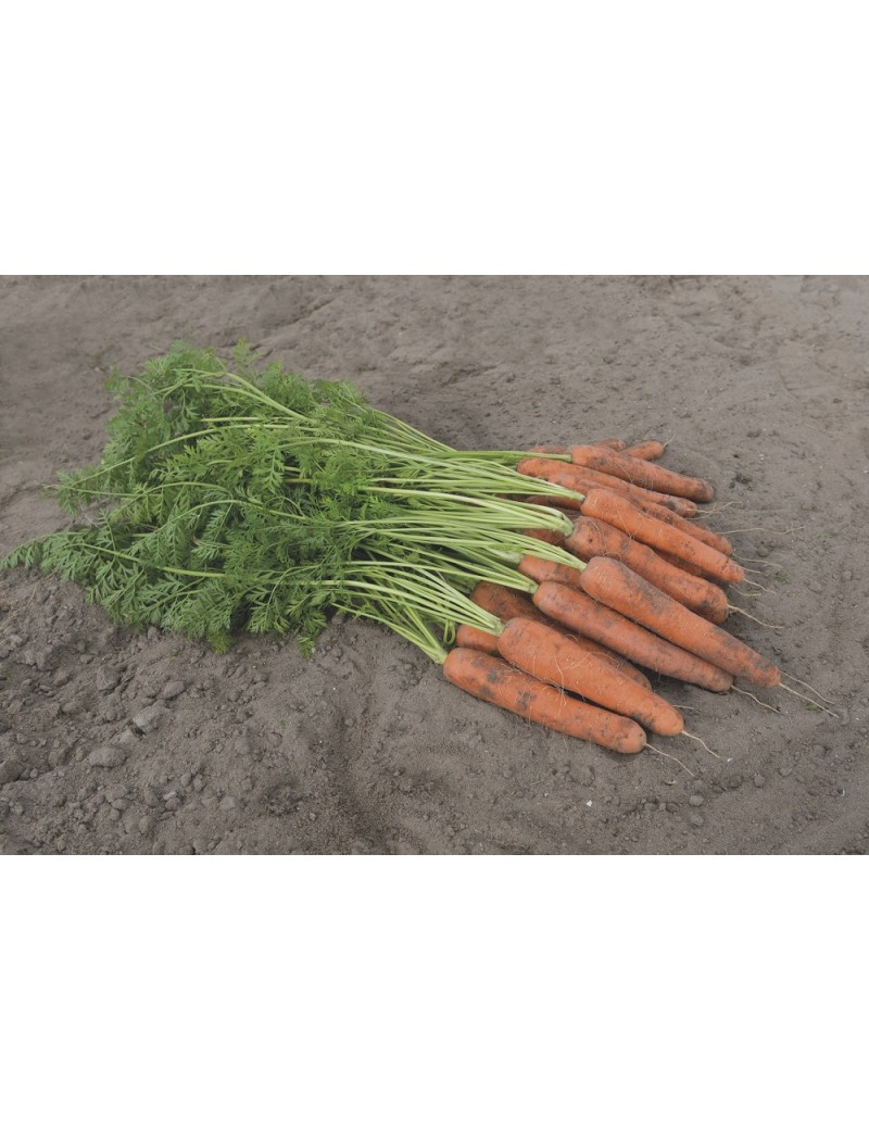 Marchew Jadalna Nerac 100T 1.6-1.8