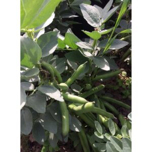 BÓB VROMA 5KG NOVISEM