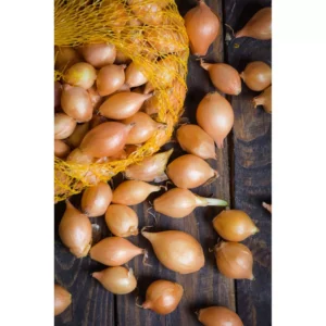 Cebula Dymka RUMBA 8-16 20KG