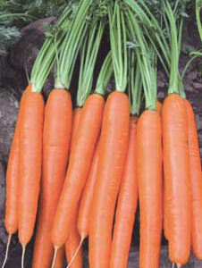 Marchew Florance F1 prec. 100TYS nasion