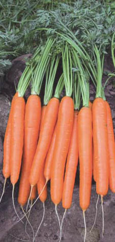 Marchew Florance F1 prec. 100TYS nasion