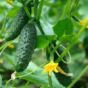 Ogórek Dafne F1 100GR SEMO