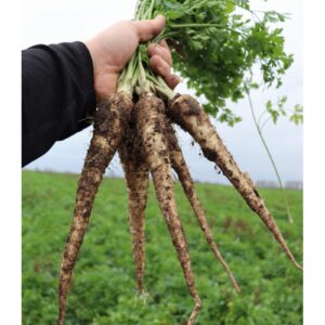 Pietruszka korzeniowa NAVAJO (NOV 5500PCT) 100.000 nasion