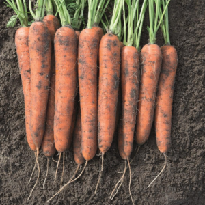 MARCHEW NORWAY 1,6-1,8 BEJO