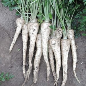 Pietruszka EFEZ 250G Standard Semo