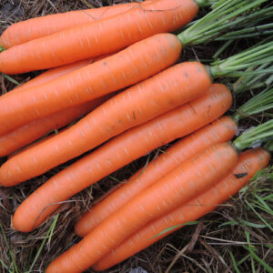 MARCHEW POLYDOR F1 1.4-1.6 100T