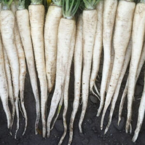 Pietruszka Atika 250g Standard SEMO