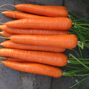 MARCHEW VOLCANO 1.4-1.6 100T