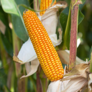 KUKURYDZA SM ZADRA C1